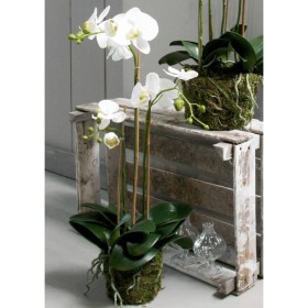 Emerald Orchidea Phalaenopsis Artificiale 70 cm Bianca