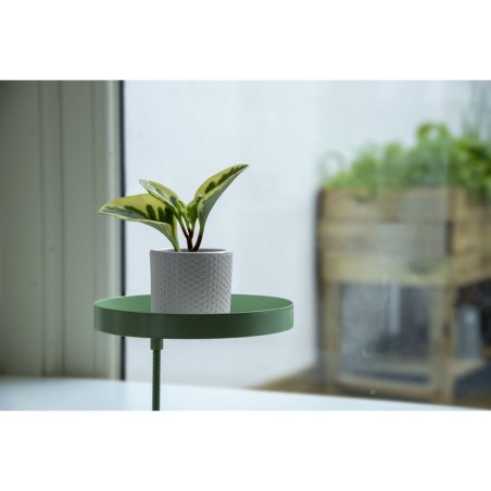 Esschert Design Vassoio per Piante con Morsetto Rotondo Verde M