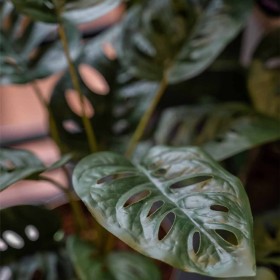 Emerald Cespuglio Artificiale di Monstera Adansonii 43 cm in Vaso