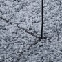 Tappeto Shaggy PAMPLONA a Pelo Lungo Moderno Blu Ø 160 cm